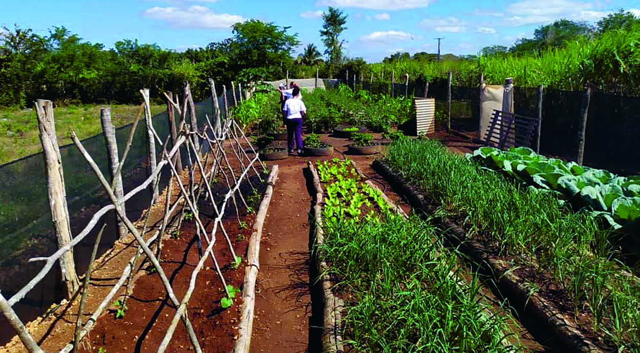 Gemüsegarten in der Ciénaga de Zapata