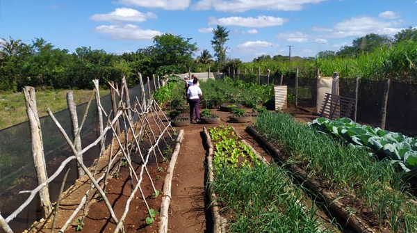 Gemüsegarten in der Ciénaga de Zapata