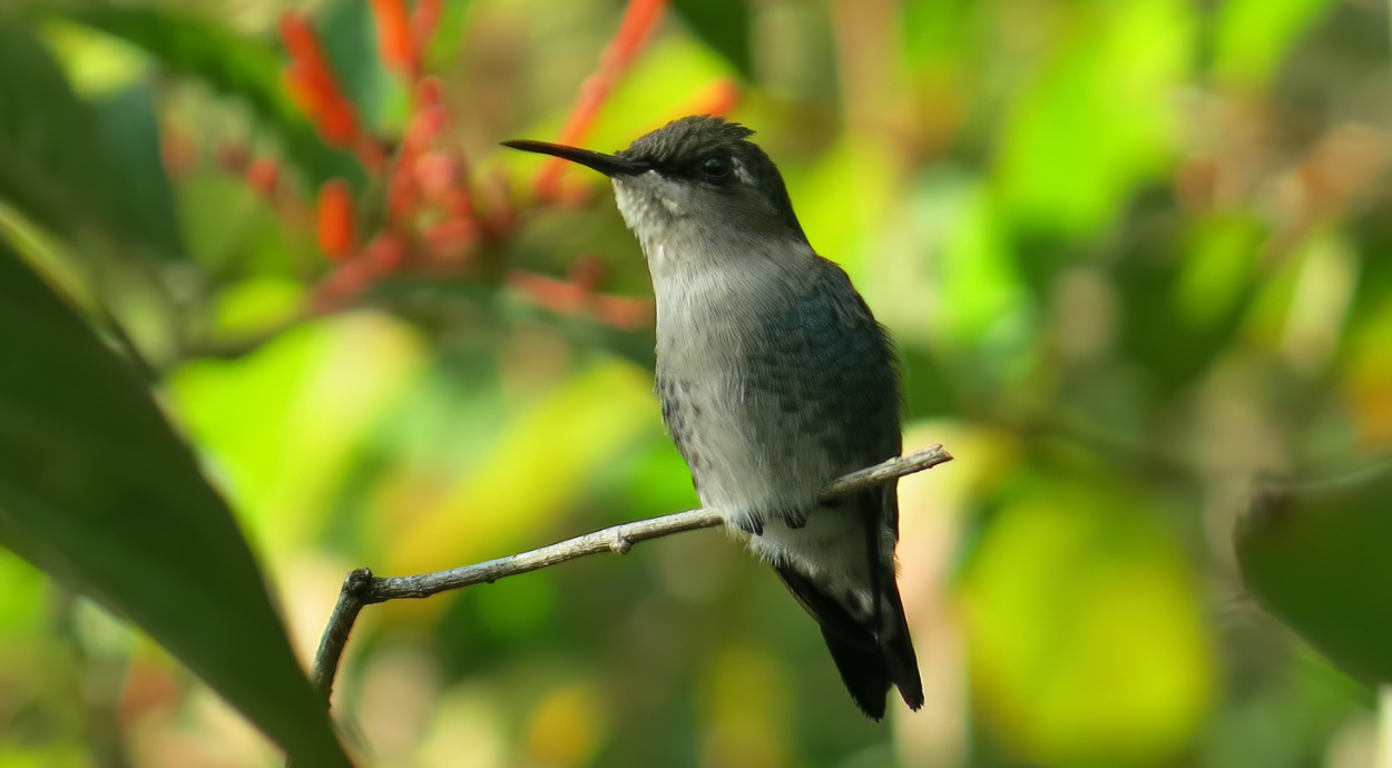 Kolibri im Biosphärenreservat Ciénaga de Zapata